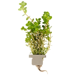 Rotala rotundifolia 033 CLP